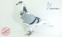 PL-03-21-20125