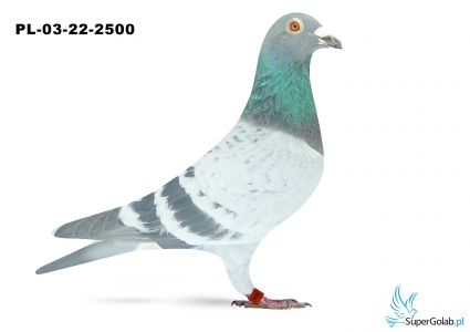 PL-03-22-2500