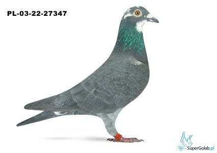 PL-03-22-27347