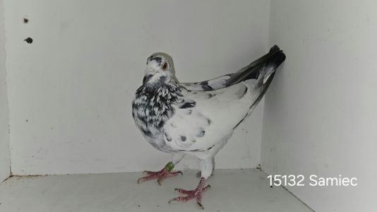 PL-03-23-15132 + gratis PL-0145-23-4400