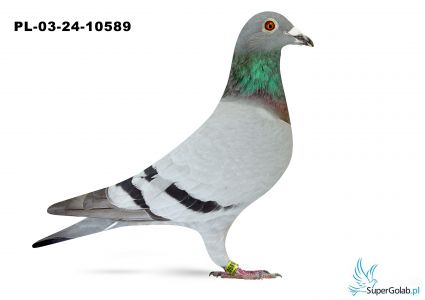 PL-03-24-10589 TEAM Baranowscy 2 - AS Daleki Dystans