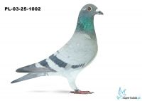 PL-03-25-1002  6. OKRĘG WARSZAWA