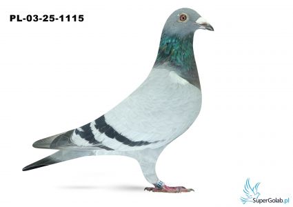 PL-03-25-1115