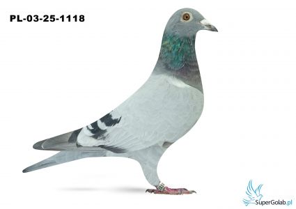 PL-03-25-1118