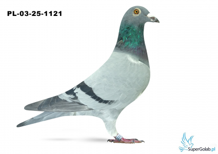 Pl-03-25-1121 Team Baranowscy , pełny brat złotego olimpijczyka „Golden Józek”