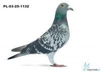 PL-03-25-1132