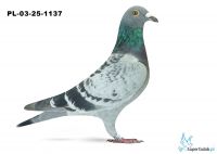 PL-03-25-1137