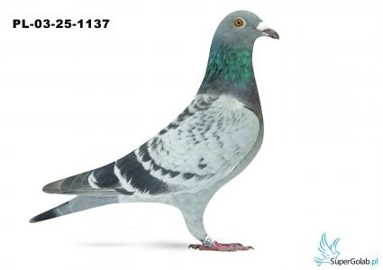 PL-03-25-1137