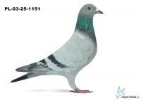 PL-03-25-1151
