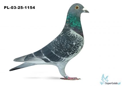 PL-03-25-1154