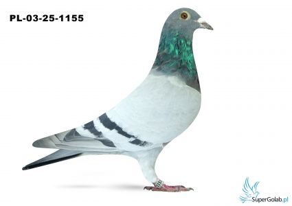 PL-03-25-1155