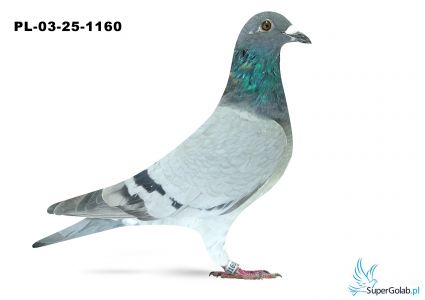 PL-03-25-1160