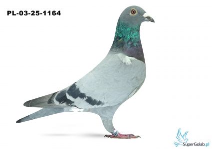 PL-03-25-1164