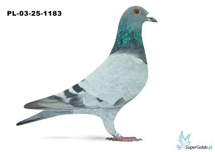 PL-03-25-1183