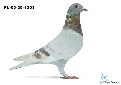 PL-03-25-1203
