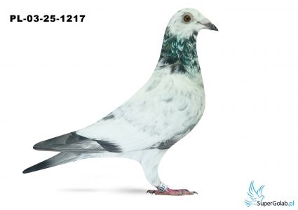PL-03-25-1217