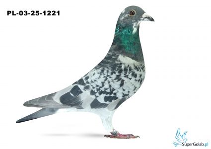PL-03-25-1221