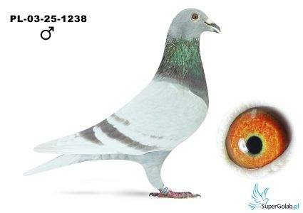 PL-03-25-1238