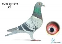 PL-03-25-1240