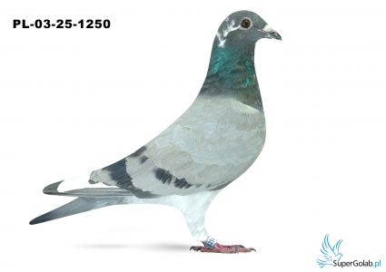 PL-03-25-1250