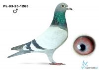 PL-03-25-1265