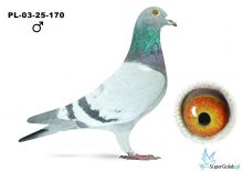 PL-03-25-170