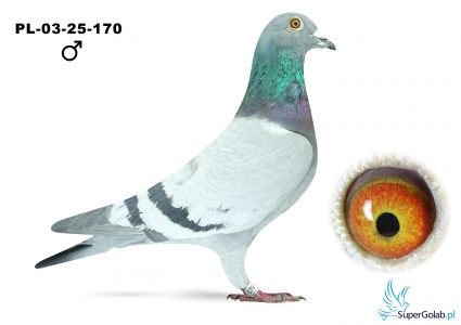 PL-03-25-170