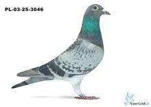 PL-03-25-3046