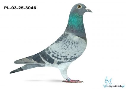 PL-03-25-3046