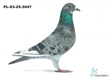PL-03-25-3047