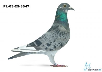 PL-03-25-3047