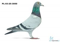 PL-03-25-3050