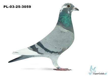 PL-03-25-3059