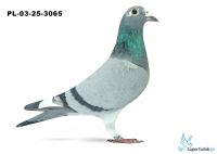 PL-03-25-3065