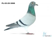 PL-03-25-3066