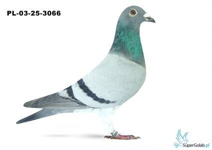 PL-03-25-3066