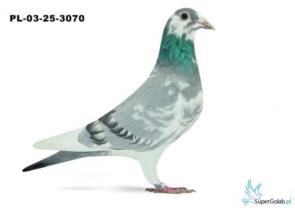 PL-03-25-3070