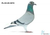 PL-03-25-3072