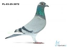 PL-03-25-3072