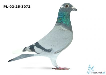PL-03-25-3072