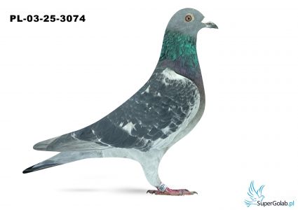 PL-03-25-3074