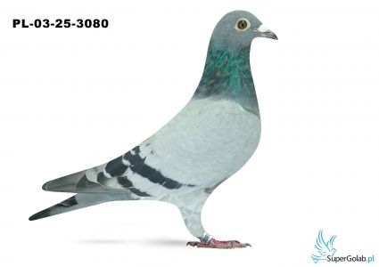 PL-03-25-3080