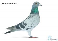 PL-03-25-3081