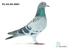 PL-03-25-3081