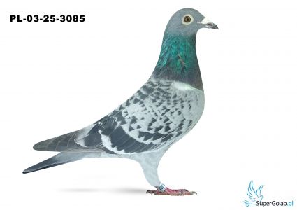 PL-03-25-3085