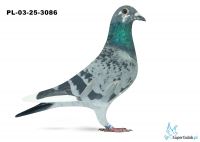 PL-03-25-3086