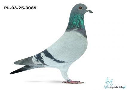PL-03-25-3089