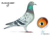 PL-03-25-3097