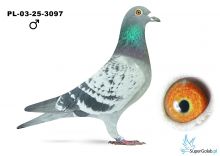 PL-03-25-3097
