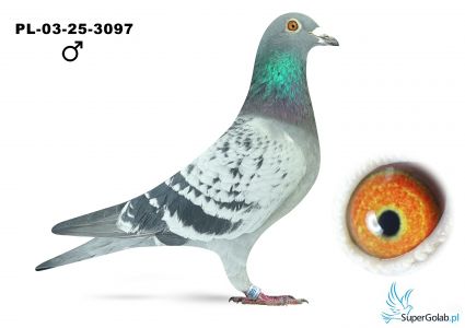 PL-03-25-3097